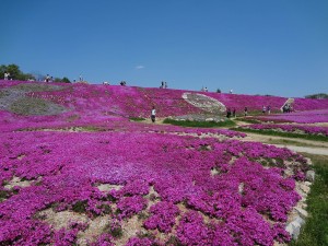 花夢の里 芝桜