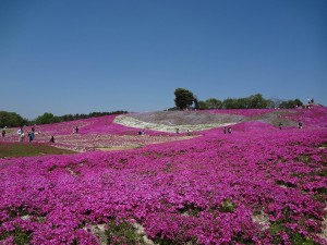 花夢の里 芝桜