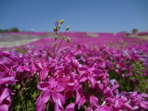 花夢の里 芝桜
