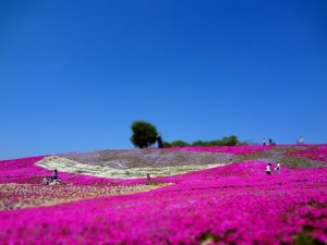 花夢の里 芝桜