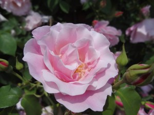 冠山総合公園 ばら祭