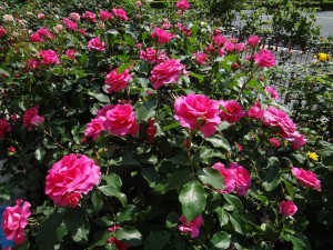 冠山総合公園 ばら祭