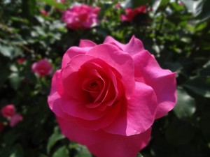 冠山総合公園 ばら祭