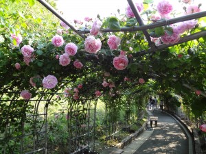 DSC01305-1