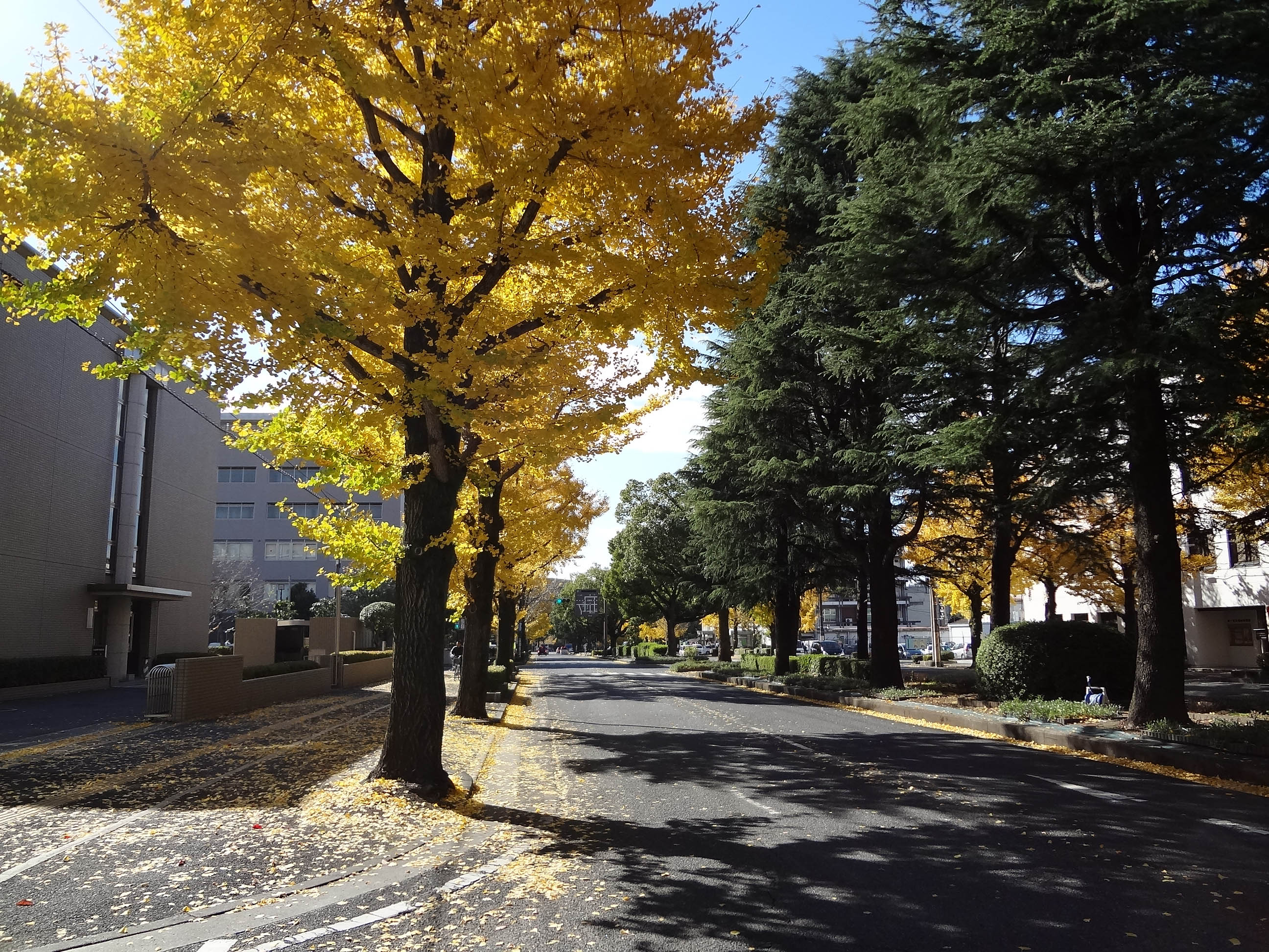 街路樹 山口県 総合ビルメンテナンス ビークルーエッセのブログ