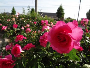 平成26年度光の花物語 第二章 ばら祭