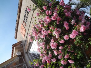平成26年度光の花物語 第二章 ばら祭